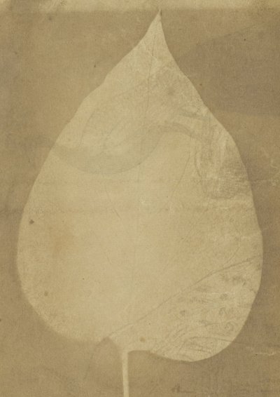 Einzelnes Blatt von Unbekannt Unbekannt